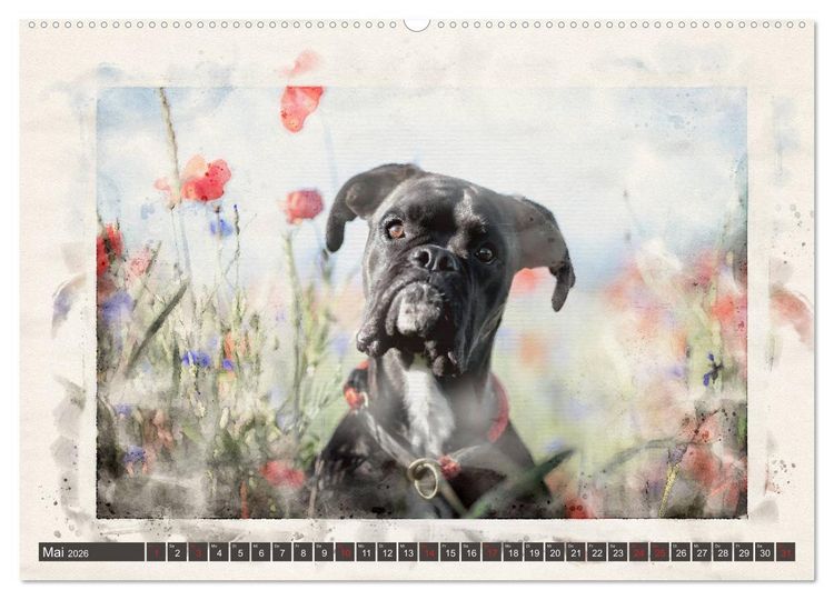 Produktbild: Boxer Photo&Kunst (Wandkalender 2026 DIN A2 quer), CALVENDO Monatskalender