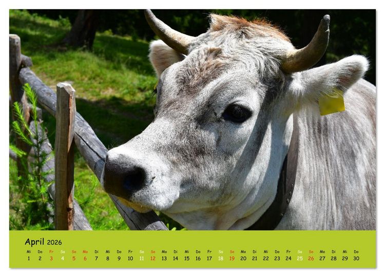 Produktbild: K&uuml;he - Sch&ouml;nheiten der Alpen (Wandkalender 2026 DIN A3 quer), CALVENDO Monatskalender