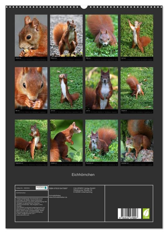 Produktbild: Eichh&ouml;rnchen (hochwertiger Premium Wandkalender 2026 DIN A2 hoch), Kunstdruck in Hochglanz