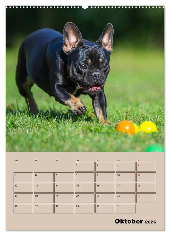 Produktbild: Jahresplaner Franz&ouml;sische Bulldogge (Wandkalender 2026 DIN A2 hoch), CALVENDO Monatskalender
