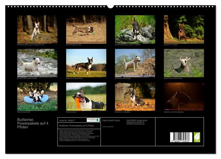 Produktbild: Bullterrier, Powerpakete auf 4 Pfoten (hochwertiger Premium Wandkalender 2026 DIN A2 quer), Kunstdruck in Hochglanz