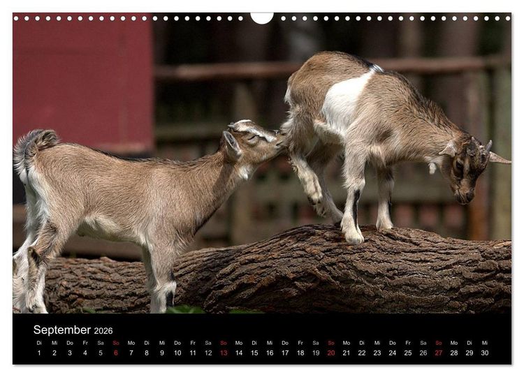 Produktbild: Zwergziegen (Wandkalender 2026 DIN A3 quer), CALVENDO Monatskalender