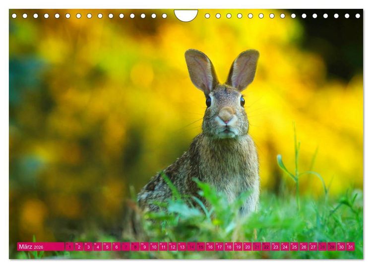 Produktbild: Kaninchen. Putzig, flauschig und geliebt (Wandkalender 2026 DIN A4 quer), CALVENDO Monatskalender