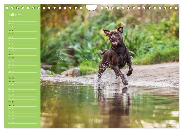 Produktbild: Hunde im Fokus (Wandkalender 2026 DIN A4 quer), CALVENDO Monatskalender