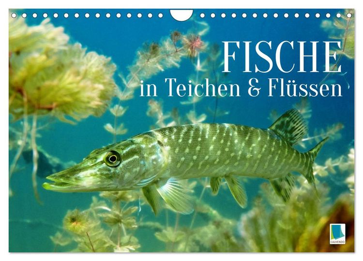 Produktbild: Fische in Teichen und Fl&uuml;ssen (Wandkalender 2026 DIN A4 quer), CALVENDO Monatskalender