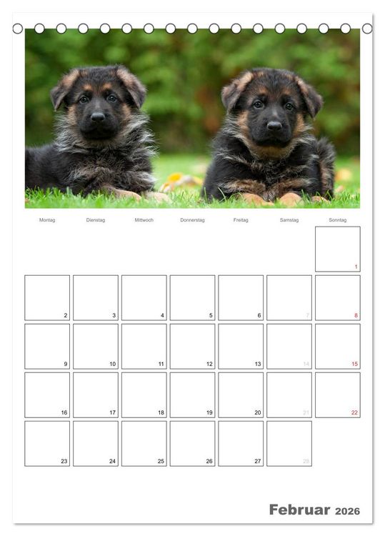 Produktbild: Deutscher Sch&auml;ferhund - Welpen, Planer (Tischkalender 2026 DIN A5 hoch), CALVENDO Monatskalender