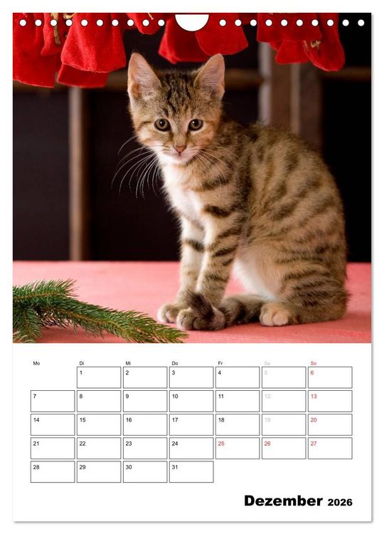 Produktbild: Katzenkinder - Impressionen (Wandkalender 2026 DIN A4 hoch), CALVENDO Monatskalender