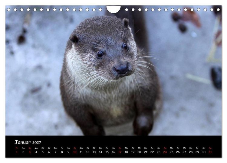 Produktbild: Putzige Fischj&auml;ger (Wandkalender 2027 DIN A4 quer), CALVENDO Monatskalender
