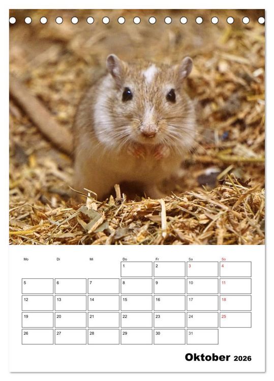 Produktbild: Lustige Rennm&auml;use (Tischkalender 2026 DIN A5 hoch), CALVENDO Monatskalender