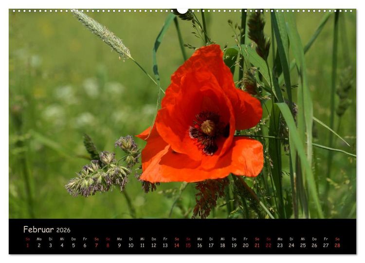 Produktbild: Just Mohn (Wandkalender 2026 DIN A2 quer), CALVENDO Monatskalender