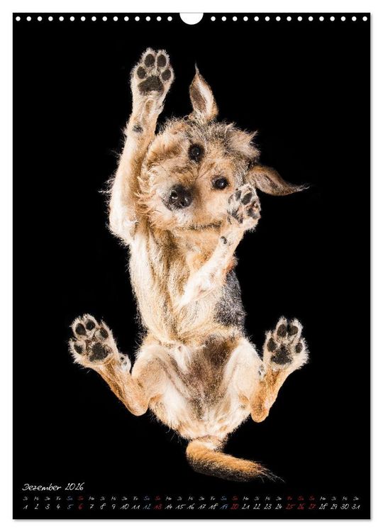 Produktbild: Down Under - Hunde auf der Glasplatte (Wandkalender 2026 DIN A3 hoch), CALVENDO Monatskalender