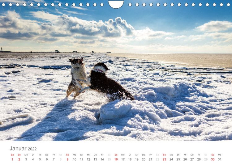 Produktbild: Australian Shepherd 2022 (Wandkalender 2022 DIN A4 quer)