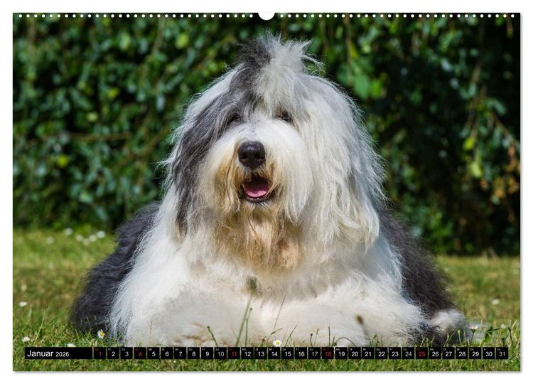 Produktbild: Traumhund Bobtail (Wandkalender 2026 DIN A2 quer), CALVENDO Monatskalender