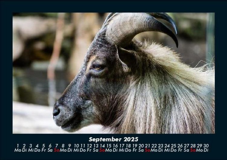 Produktbild: Tiere auf dem Bauernhof 2025 Fotokalender DIN A5