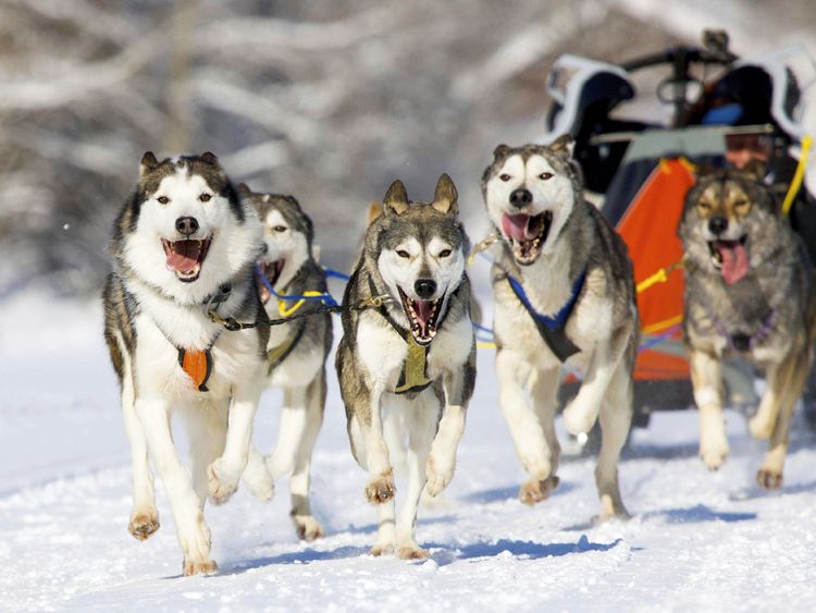 Produktbild: CALVENDO Puzzle Der Musher duckt sich in seinen Schlitten um die Last f&uuml;r seine Hunde zu verringern | 1000 Teile Lege-Gr&ouml;&szlig;e 64x48cm Foto-Puzzle f&uuml;r gl