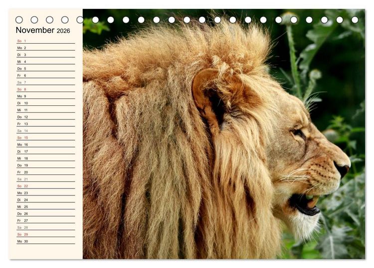 Produktbild: L&ouml;wen (Tischkalender 2026 DIN A5 quer), CALVENDO Monatskalender