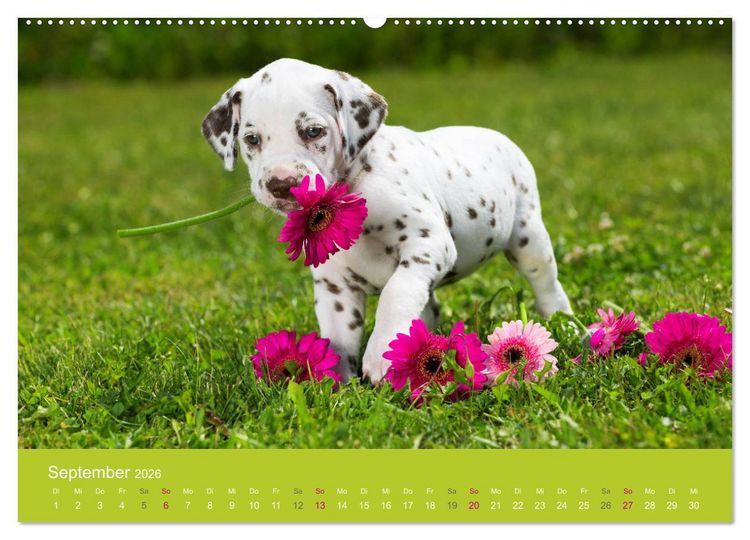 Produktbild: Welpen im Fr&uuml;hling (hochwertiger Premium Wandkalender 2026 DIN A2 quer), Kunstdruck in Hochglanz