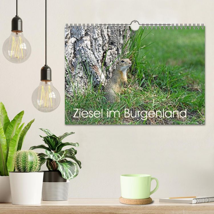 Produktbild: Ziesel im Burgenland (Wandkalender 2026 DIN A4 quer), CALVENDO Monatskalender