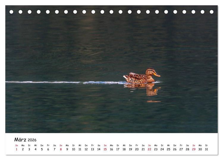 Produktbild: Wanderbarer Wei&szlig;ensee (Tischkalender 2026 DIN A5 quer), CALVENDO Monatskalender