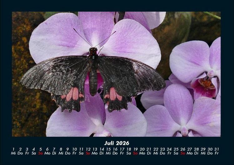 Produktbild: Blumentr&auml;ume 2026 Fotokalender DIN A4