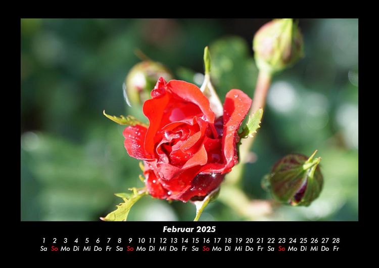 Produktbild: Rosentraum 2025 Fotokalender DIN A3