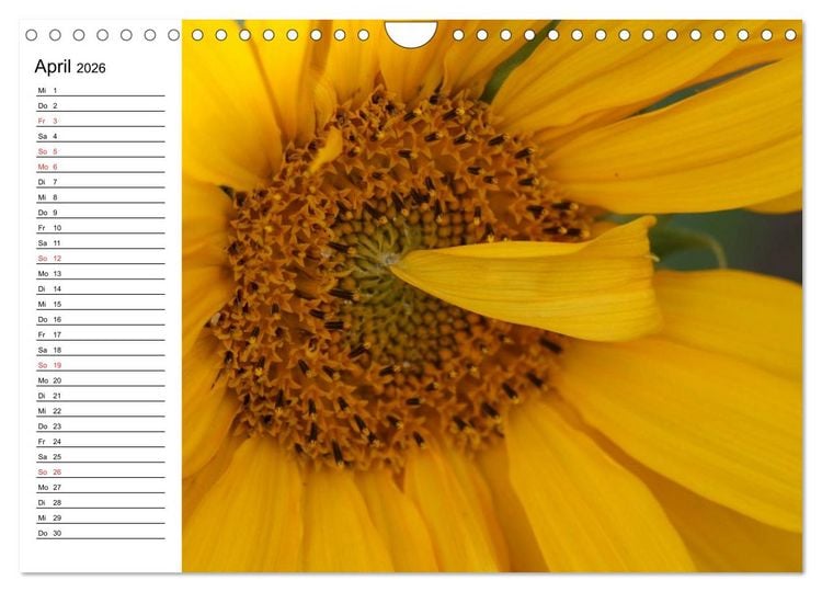 Produktbild: Sonnenblumen Impressionen (Wandkalender 2026 DIN A4 quer), CALVENDO Monatskalender