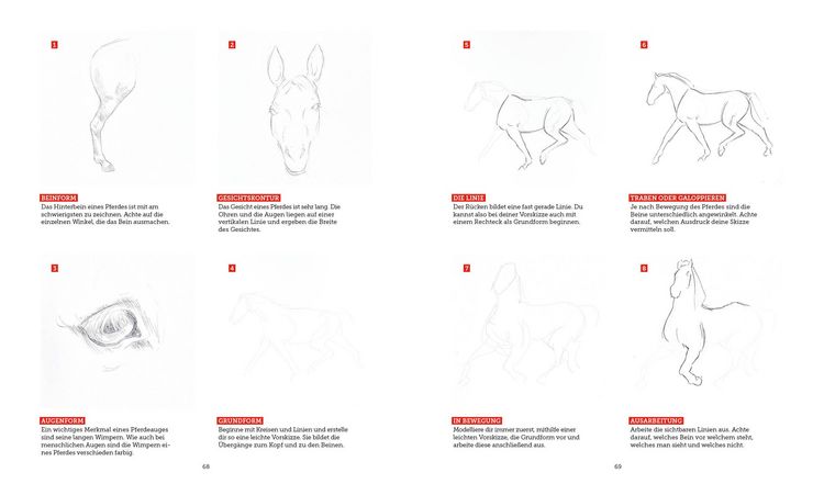 Produktbild: Tiere zeichnen &ndash; Das XXL-Starter-Set: Zwei B&uuml;cher im Bundle