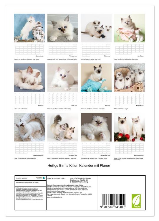 Produktbild: Heilige Birma Kitten Kalender mit Planer (Wandkalender 2026 DIN A4 hoch), CALVENDO Monatskalender