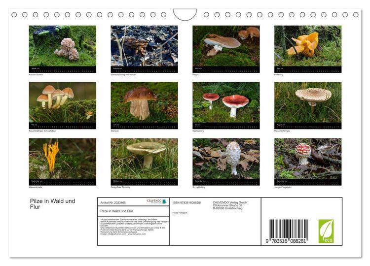 Produktbild: Pilze in Wald und Flur (Wandkalender 2026 DIN A4 quer), CALVENDO Monatskalender