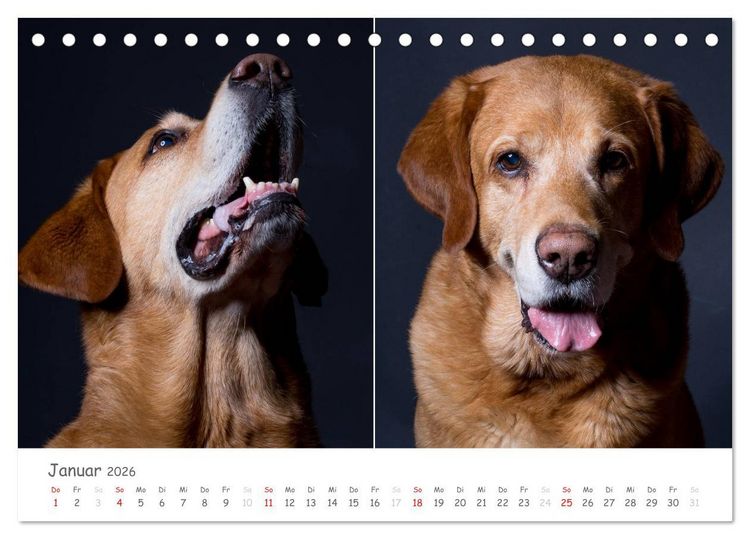 Produktbild: charakterstarke Hunde, wundersch&ouml;ne Hundeportraits (Tischkalender 2026 DIN A5 quer), CALVENDO Monatskalender
