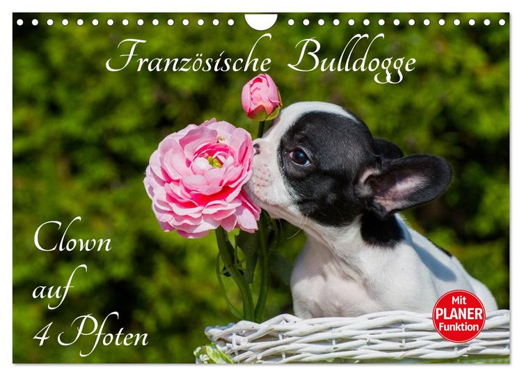 Produktbild: Franz&ouml;sische Bulldogge - Clown auf 4 Pfoten (Wandkalender 2026 DIN A4 quer), CALVENDO Monatskalender