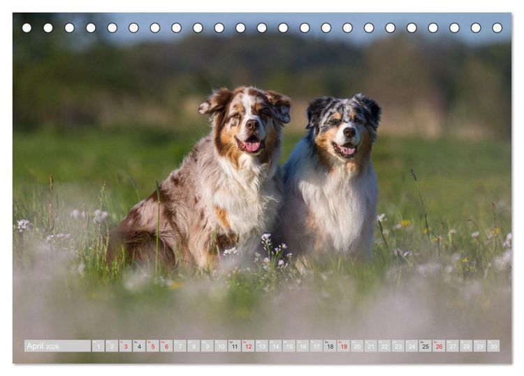 Produktbild: Australian Shepherd 2026 (Tischkalender 2026 DIN A5 quer), CALVENDO Monatskalender