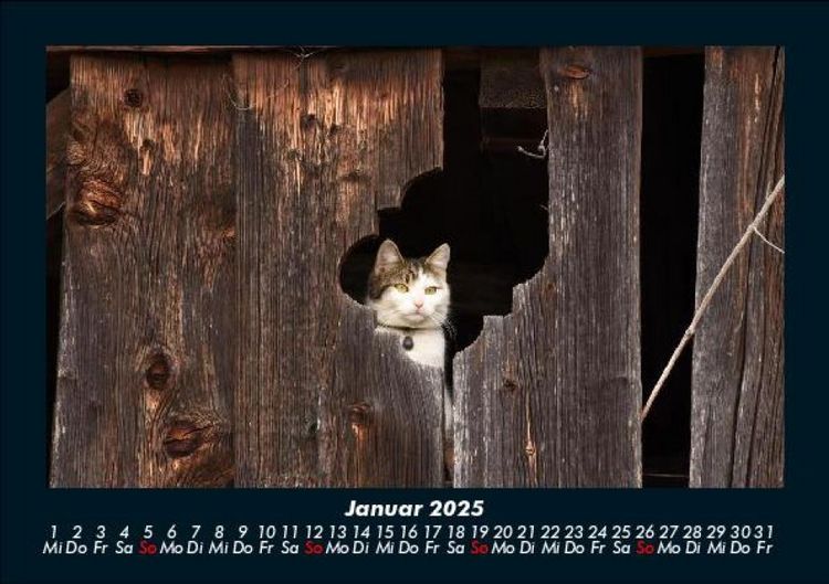 Produktbild: F&uuml;r Katzenfreunde 2025 Fotokalender DIN A5