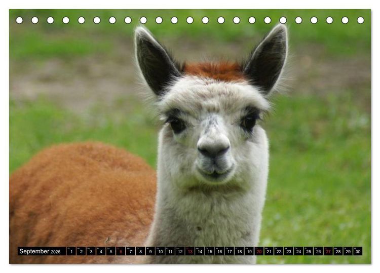 Produktbild: Lama und Alpaka (Tischkalender 2026 DIN A5 quer), CALVENDO Monatskalender
