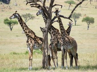 Produktbild: CALVENDO Puzzle Giraffen in der Masai Mara | 1000 Teile Lege-Gr&ouml;&szlig;e 64x48cm Foto-Puzzle f&uuml;r gl&uuml;ckliche Stunden