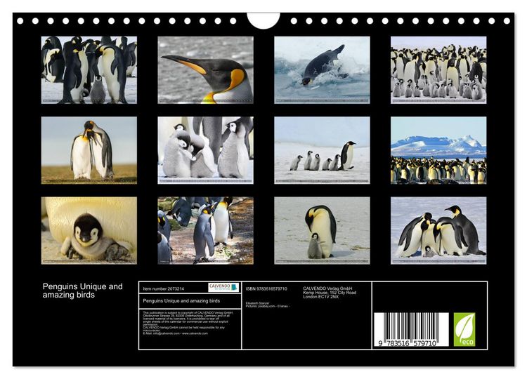 Produktbild: Penguins Unique and amazing birds (Wall Calendar 2026 DIN A4 landscape), CALVENDO 12 Month Wall Calendar