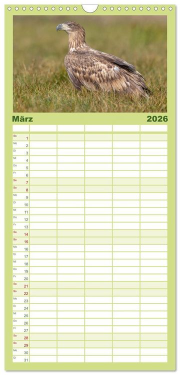 Produktbild: Familienplaner 2026 - Seeadler in Polen mit 5 Spalten (Wandkalender, 21 x 45 cm) CALVENDO