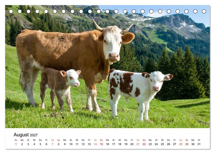 Produktbild: Bergk&uuml;he auf der Alm - Natur pur (Tischkalender 2027 DIN A5 quer), CALVENDO Monatskalender