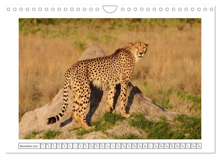 Produktbild: African Big Cats (Wall Calendar 2026 DIN A4 landscape), CALVENDO 12 Month Wall Calendar