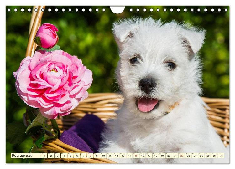 Produktbild: Kobold auf 4 Pfoten - West Highland White Terrier (Wandkalender 2026 DIN A4 quer), CALVENDO Monatskalender