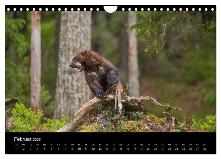 Produktbild: Naturwucht Skandinavien (Wandkalender 2026 DIN A4 quer), CALVENDO Monatskalender