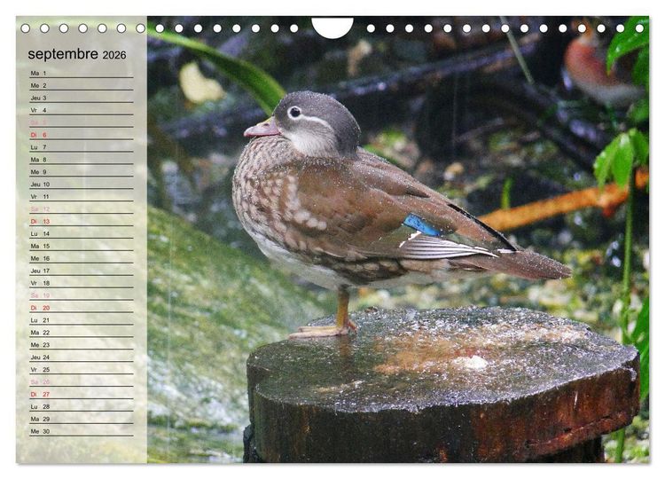 Produktbild: La vie paisible des canards (Calendrier mural 2026 DIN A4 vertical), CALVENDO calendrier mensuel