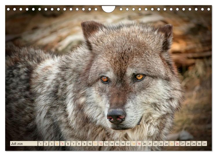 Produktbild: Wolf - Imposanter J&auml;ger (Wandkalender 2026 DIN A4 quer), CALVENDO Monatskalender