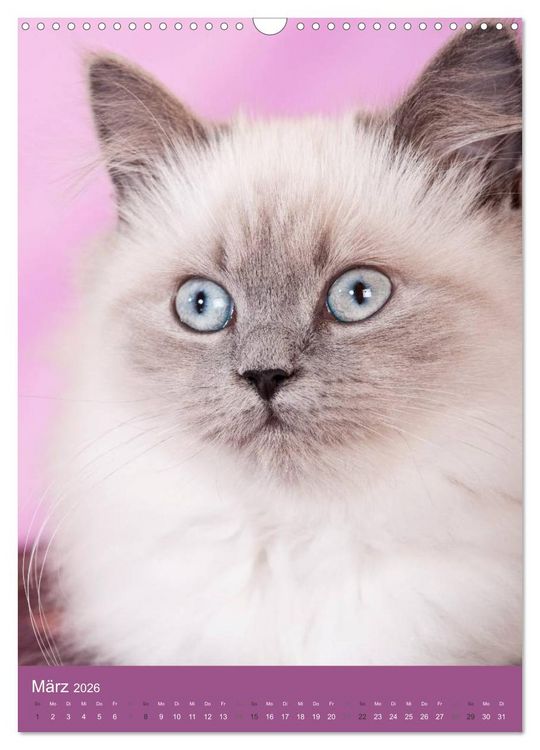 Produktbild: Britisch Langhaar Katzen (Wandkalender 2026 DIN A3 hoch), CALVENDO Monatskalender