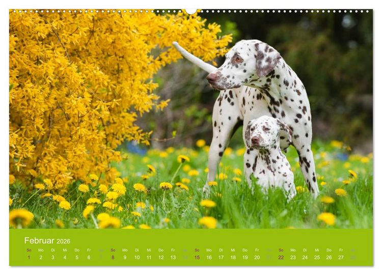 Produktbild: Dalmatiner 2026 (Wandkalender 2026 DIN A2 quer), CALVENDO Monatskalender