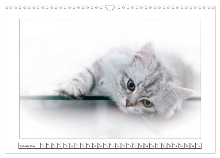 Produktbild: Katzen &ndash; Treue Begleiter (CH - Version) (Wandkalender 2026 DIN A3 quer), CALVENDO Monatskalender
