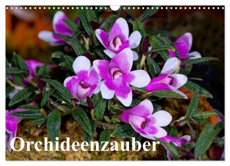 Produktbild: Orchideenzauber (Wandkalender 2026 DIN A3 quer), CALVENDO Monatskalender