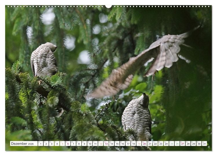 Produktbild: Sperber - Kleiner Vogel Greif (hochwertiger Premium Wandkalender 2026 DIN A2 quer), Kunstdruck in Hochglanz