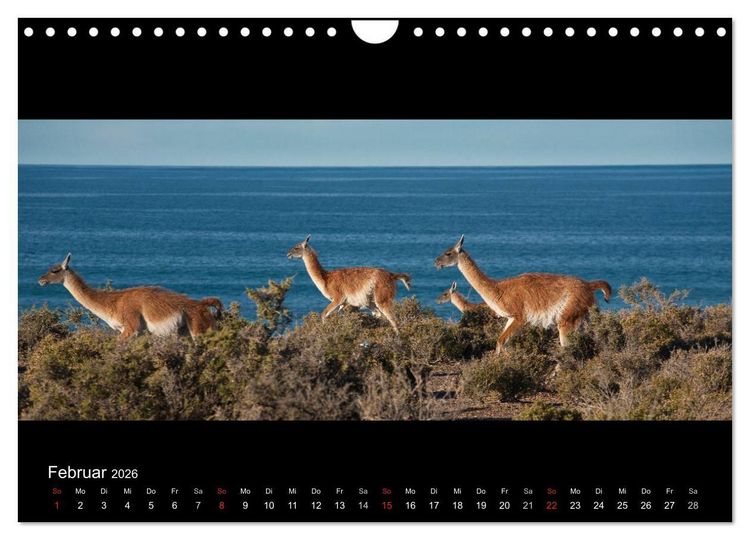 Produktbild: Patagonien - Ungez&auml;hmtes Land (Wandkalender 2026 DIN A4 quer), CALVENDO Monatskalender