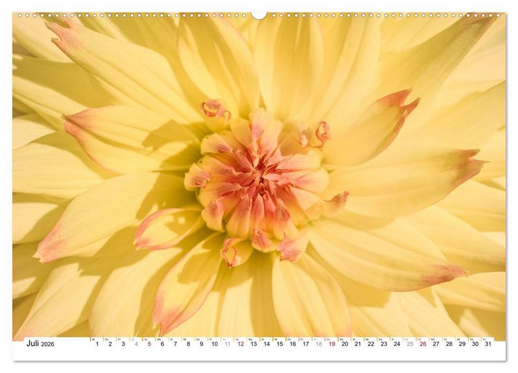 Produktbild: Dahlien-Kronen (Wandkalender 2026 DIN A2 quer), CALVENDO Monatskalender